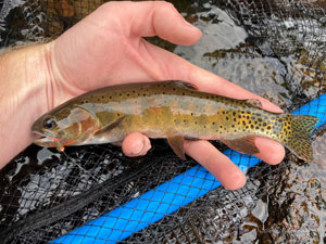 Native Trout Fly Fishing