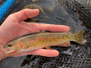 Native Trout Fly Fishing