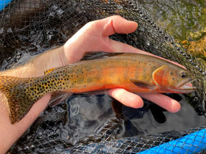 Native Trout Fly Fishing