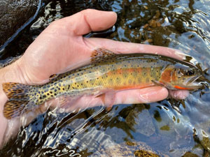 Native Trout Fly Fishing