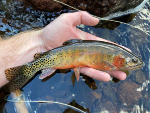 Native Trout Fly Fishing