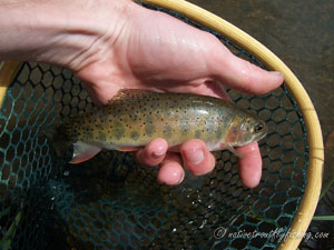 Native Trout Fly Fishing