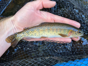 Native Trout Fly Fishing