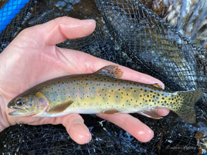 Native Trout Fly Fishing