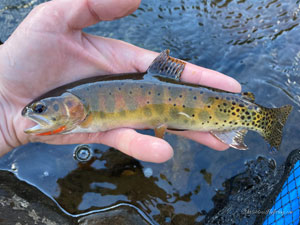 Native Trout Fly Fishing