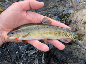 Native Trout Fly Fishing