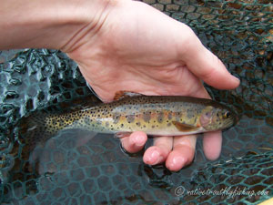 Native Trout Fly Fishing