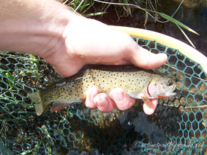 Native Trout Fly Fishing