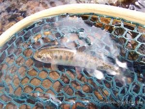 Native Trout Fly Fishing