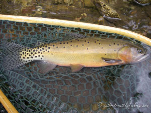 Native Trout Fly Fishing