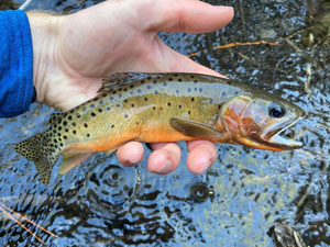 Native Trout Fly Fishing