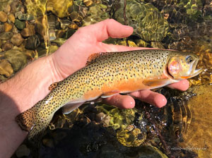 Native Trout Fly Fishing