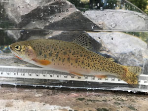 Native Trout Fly Fishing