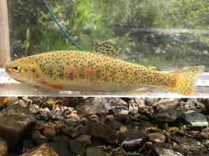 Native Trout Fly Fishing