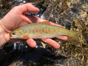 Native Trout Fly Fishing