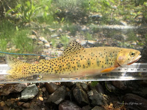 Native Trout Fly Fishing