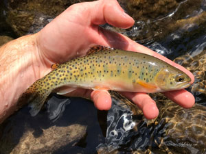 Native Trout Fly Fishing