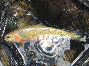 Native Trout Fly Fishing