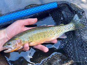 Native Trout Fly Fishing