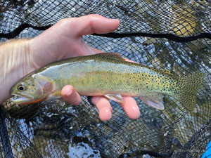 Native Trout Fly Fishing