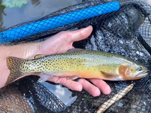 Native Trout Fly Fishing