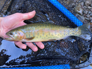 Native Trout Fly Fishing