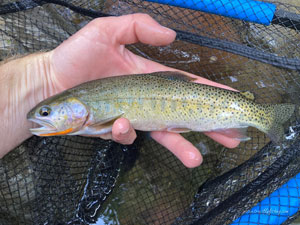 Native Trout Fly Fishing