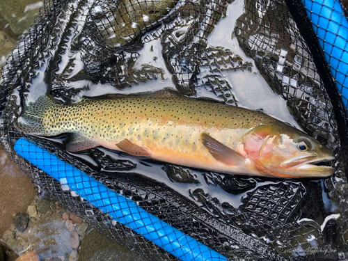 Native Trout Fly Fishing