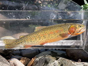 Native Trout Fly Fishing