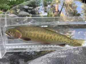 Native Trout Fly Fishing