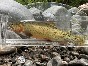 Native Trout Fly Fishing