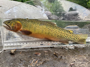 Native Trout Fly Fishing