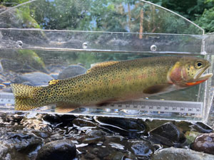 Native Trout Fly Fishing