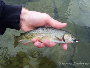 Native Trout Fly Fishing