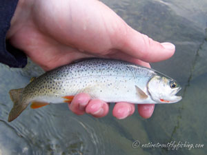 Native Trout Fly Fishing