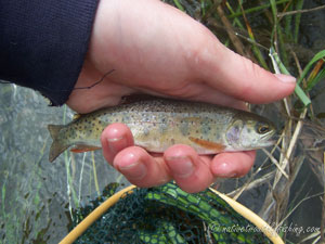 Native Trout Fly Fishing