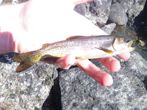 Native Trout Fly Fishing