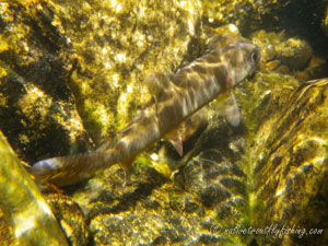 Native Trout Fly Fishing