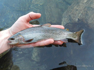 Native Trout Fly Fishing