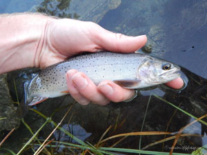 Native Trout Fly Fishing