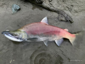 Native Trout Fly Fishing