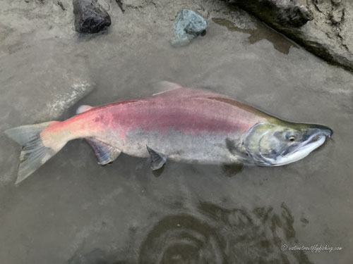 Native Trout Fly Fishing