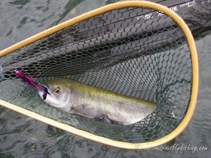 Native Trout Fly Fishing