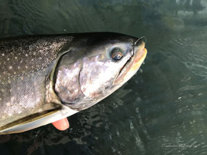 Native Trout Fly Fishing