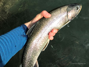 Native Trout Fly Fishing
