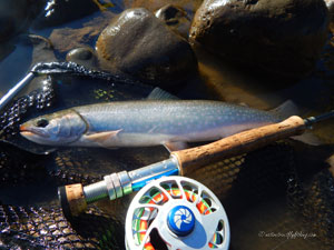 Native Trout Fly Fishing