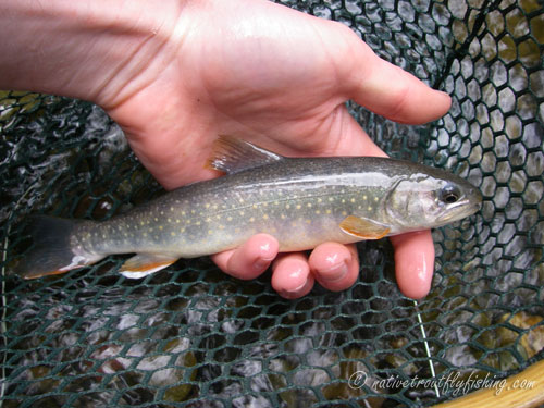 Native Trout Fly Fishing