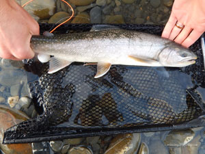 Native Trout Fly Fishing