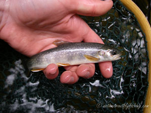 Native Trout Fly Fishing