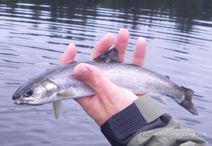Native Trout Fly Fishing